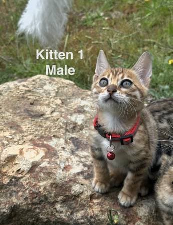 Bengal kitten available for adoption - photo 1