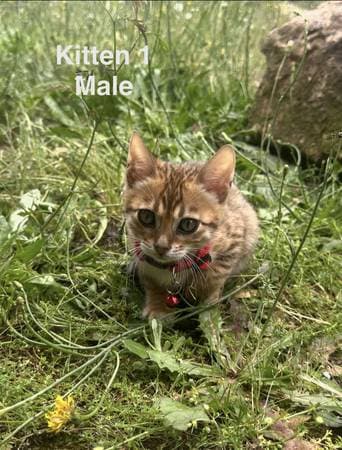 Bengal kitten available for adoption - photo 2