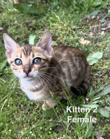 Bengal kitten looking for a home - photo 2