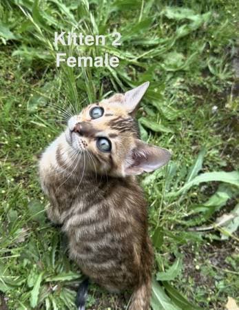 Bengal kitten looking for a home - photo 3