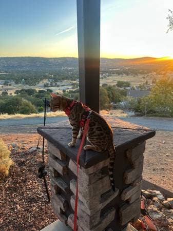 Mother Bengal cat - purebred Bengal